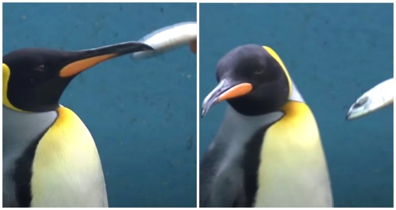 Adorable video shows picky penguins at Japanese aquarium refusing to eat cheaper fish