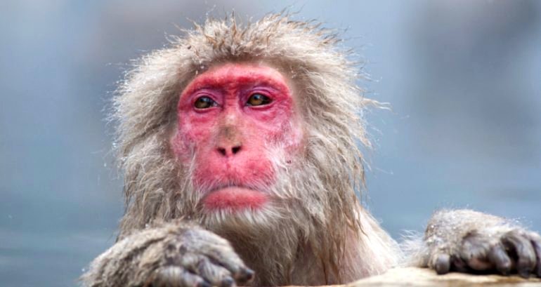 Japanese city continues hunt for rampaging monkeys as reported attacks on civilians climbs to 45