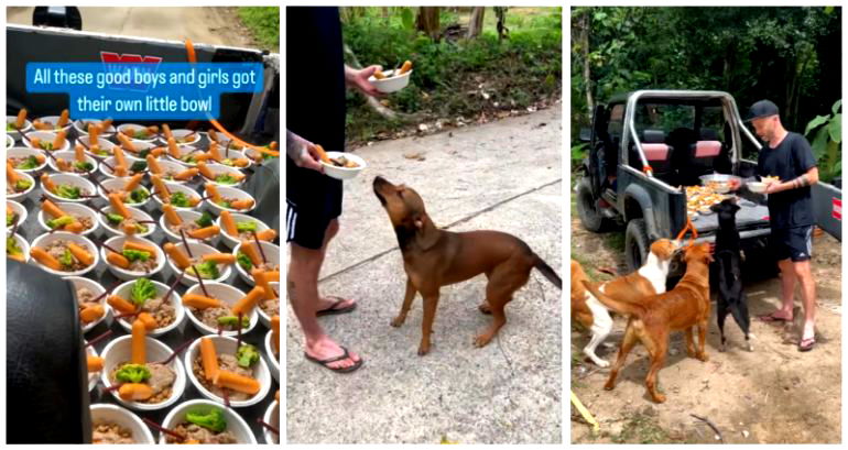 Ruff day no more: Stray dogs in Thailand get pawsitively delicious feast in viral video