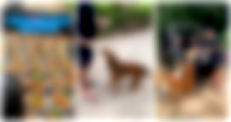 Ruff day no more: Stray dogs in Thailand get pawsitively delicious feast in viral video