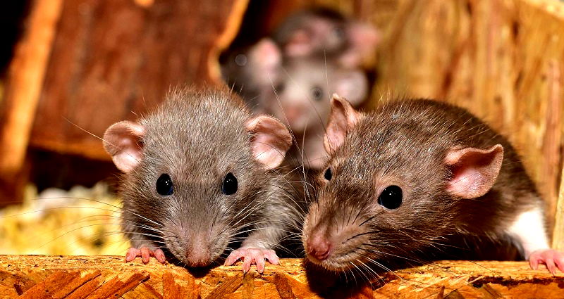 Chinese scientists successfully create world’s first mammal with fully reprogrammed genes