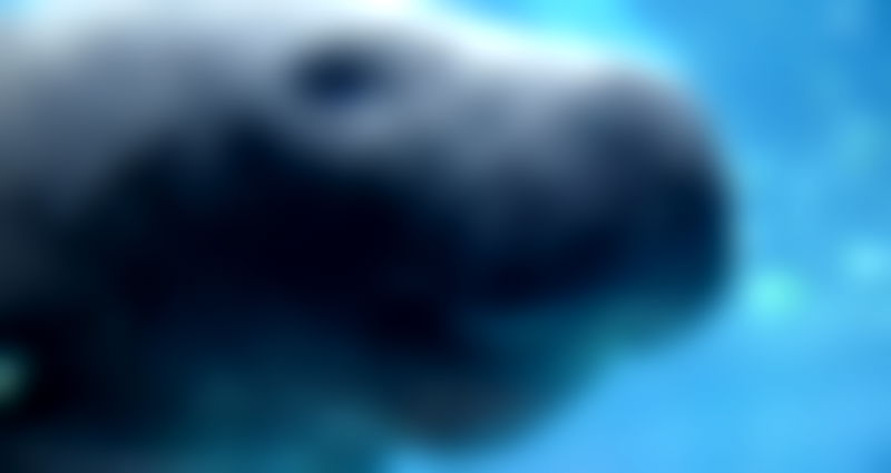Marine mammals that inspired ancient mermaid tales are now ‘functionally extinct’ in China