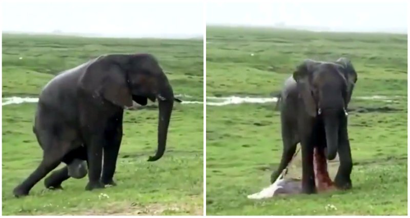 Video of elephant giving birth in Kenya reserve goes viral