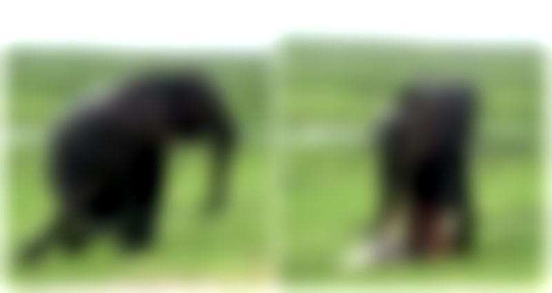 Video of elephant giving birth in Kenya reserve goes viral