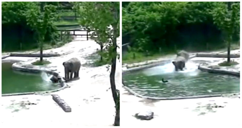 Viral video captures elephants springing to action to save calf drowning in pool