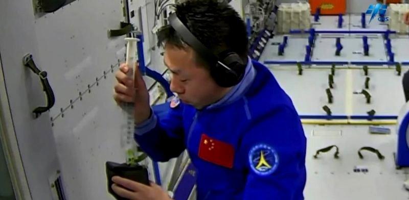 Chinese astronauts successfully grow rice in space