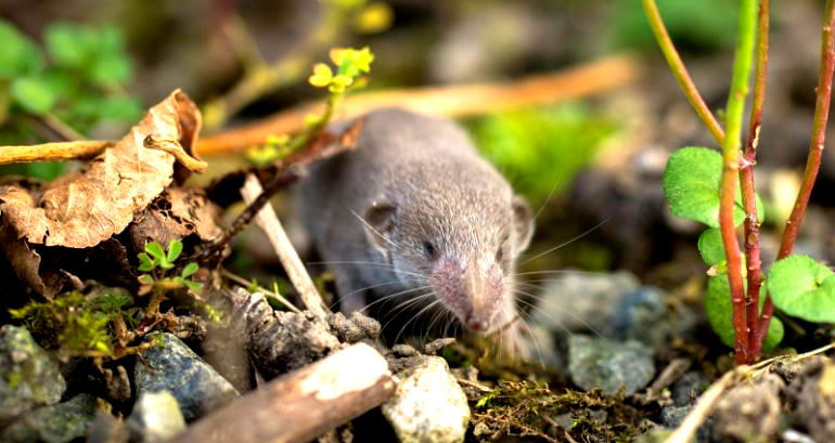 Virus discovered in China carried by shrews unlikely to become the next COVID, scientists suggest