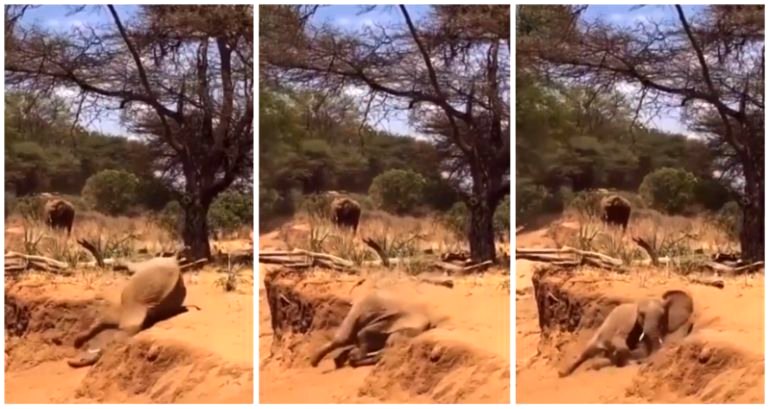 Elephant mom tries to teach her clumsy calf how to go down a slope in viral video
