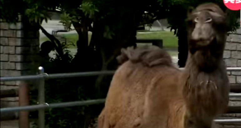 Camel at zoo in Japan dies of heatstroke as the country hits record-high temperatures