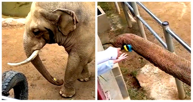 Elephant at Chinese zoo filmed returning shoe to child