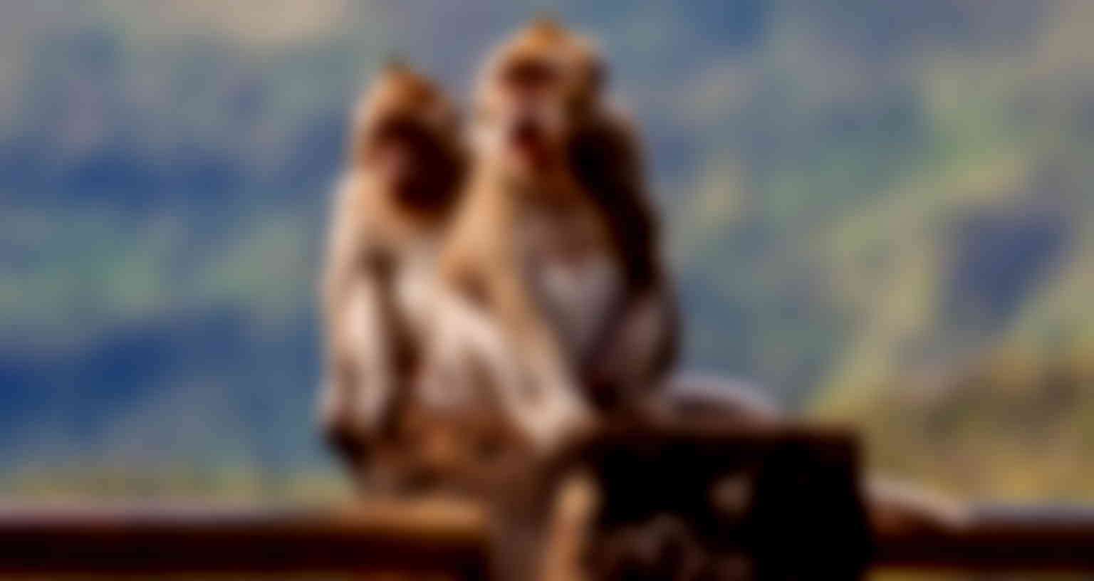 Indonesian monkeys use stones as sex toys, researchers find
