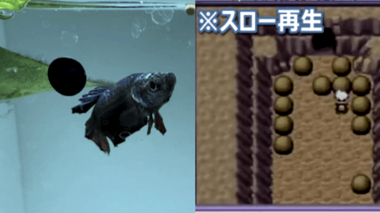 Fans mourn betta fish known for discovering ‘Pokémon Sapphire’ glitch 20 years after its release