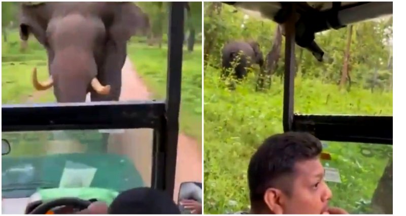 Viral video shows safari driver keeping his cool in the face of a charging elephant