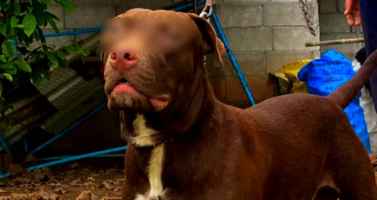 Pitbull named ‘Nazi’ mauls 60-year-old owner in Thailand