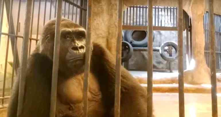 Bua Noi, the ‘world’s loneliest gorilla,’ has been caged in a Thailand shopping mall for 33 years