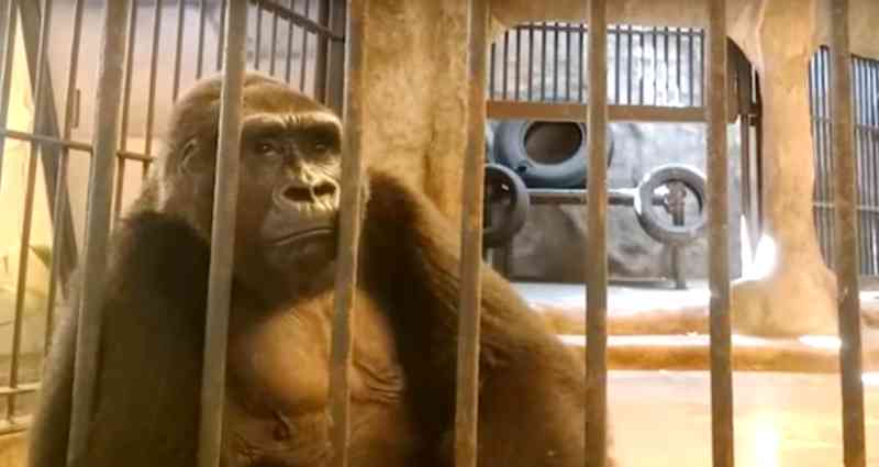 Bua Noi, the ‘world’s loneliest gorilla,’ has been caged in a Thailand shopping mall for 33 years