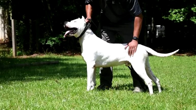 Elderly woman mauled to death by Dogo Argentino dogs while on morning walk in California