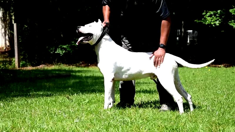 Elderly woman mauled to death by Dogo Argentino dogs while on morning walk in California