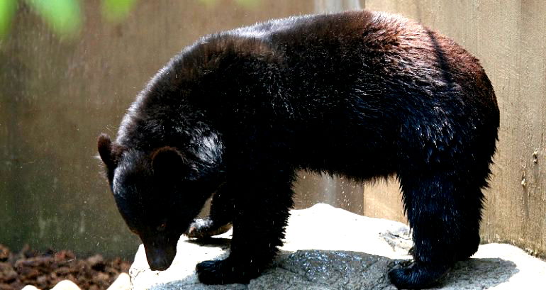 Japanese climber fends off bear in viral video