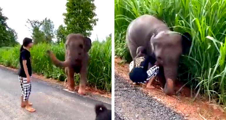 Elephant calf appears to salute woman who helped it get out of mud in viral video