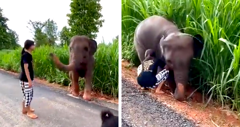 Elephant calf appears to salute woman who helped it get out of mud in viral video