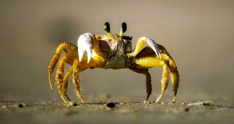 Man gets parasitic infections after swallowing live crab as ‘revenge’ for pinching his daughter
