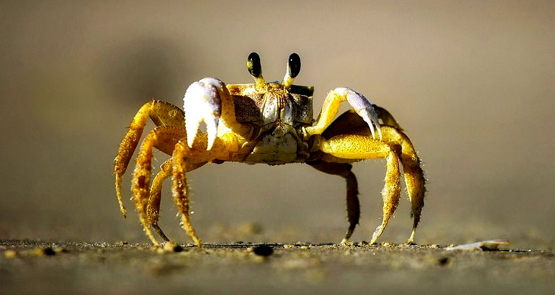 Man gets parasitic infections after swallowing live crab as ‘revenge’ for pinching his daughter