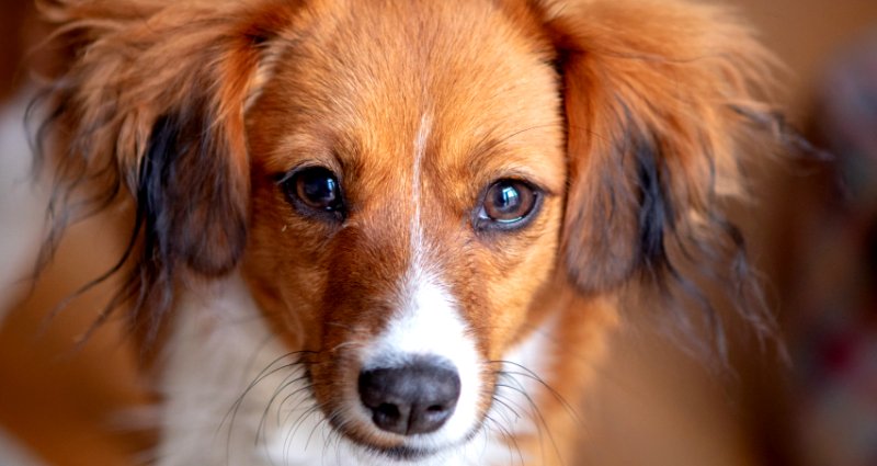 Your female dog may be judging you when you make mistakes, new study finds