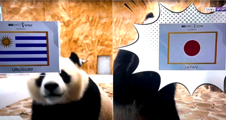 2 giant pandas go viral for predicting World Cup 2022 matches in Qatar