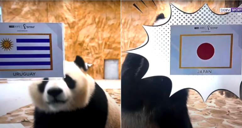 2 giant pandas go viral for predicting World Cup 2022 matches in Qatar