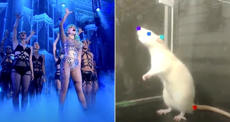 Rats observed bopping to the beat of Lady Gaga’s ‘Born This Way’ in Japanese study