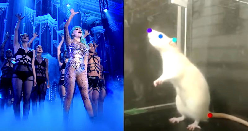 Rats observed bopping to the beat of Lady Gaga’s ‘Born This Way’ in Japanese study