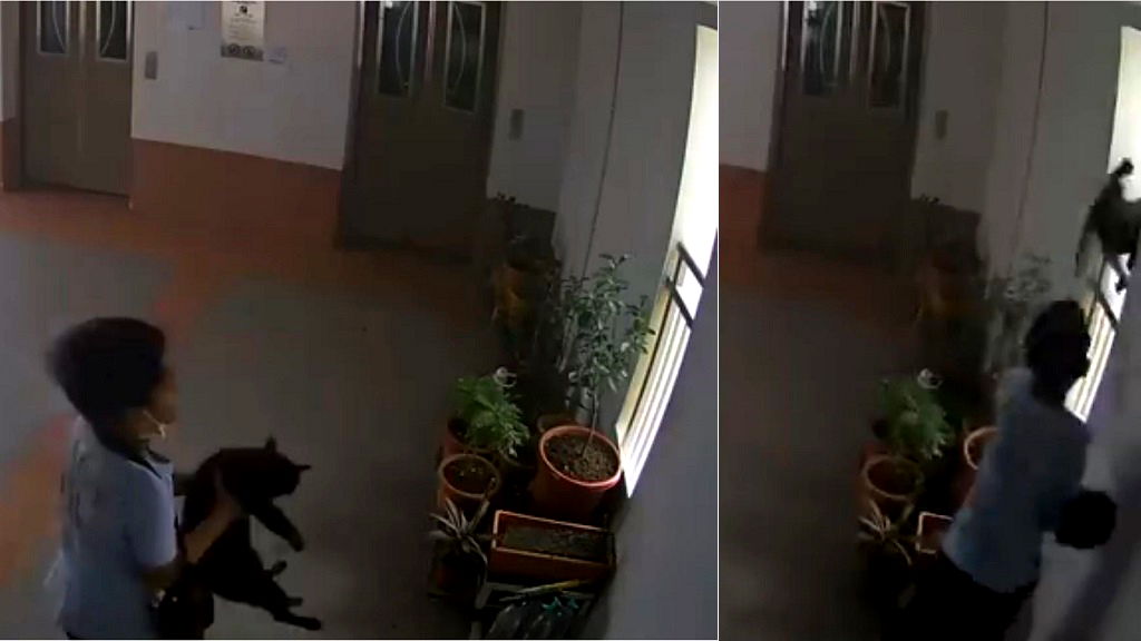 Singaporean boy caught on camera flinging cat off 22nd floor triggers punishment debate