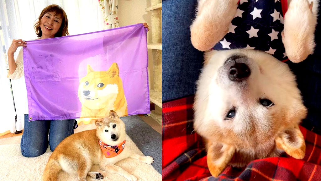 Shiba Inu behind ‘Doge’ meme makes surprising recovery, owner announces