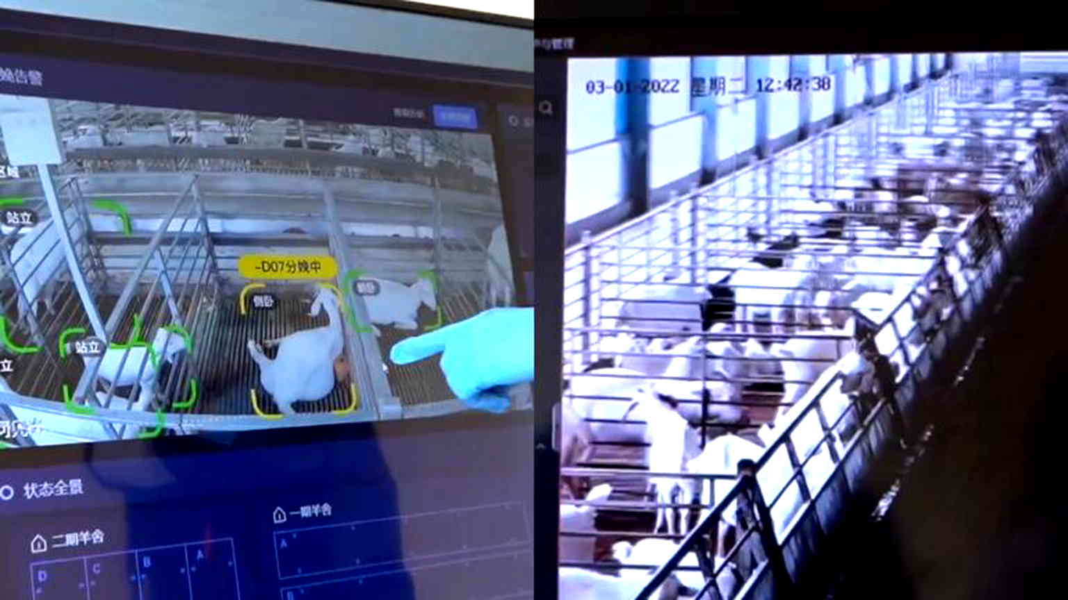 Chinese farmer uses AI to save hundreds of newborn goats