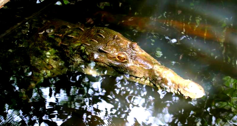 Malaysian crocodile kills 1-year-old boy, injures father attempting rescue