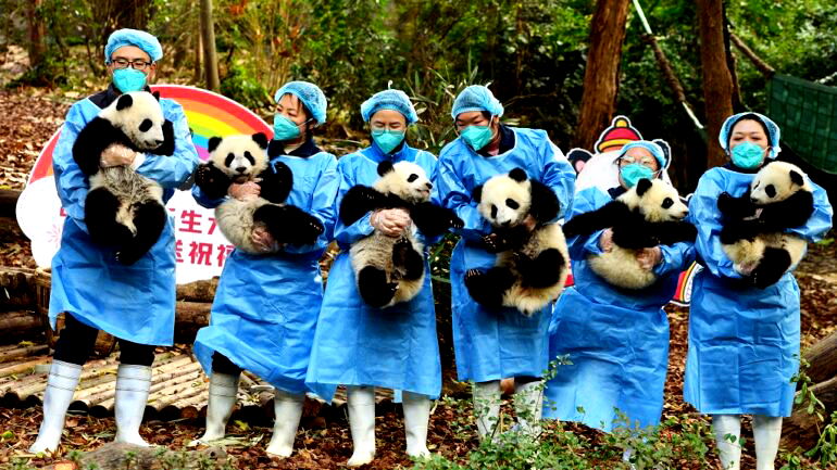 Look: Adorable panda cubs wave goodbye to the panda-monium that was 2022