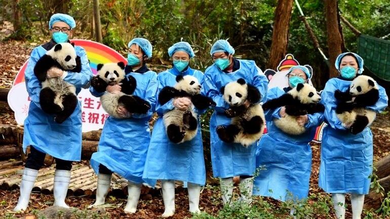 Look: Adorable panda cubs wave goodbye to the panda-monium that was 2022