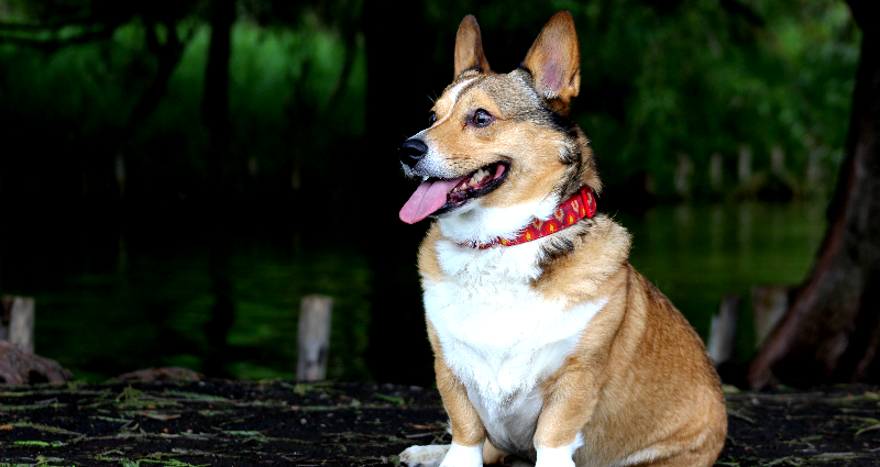 Corgis fly business class from SF to Singapore