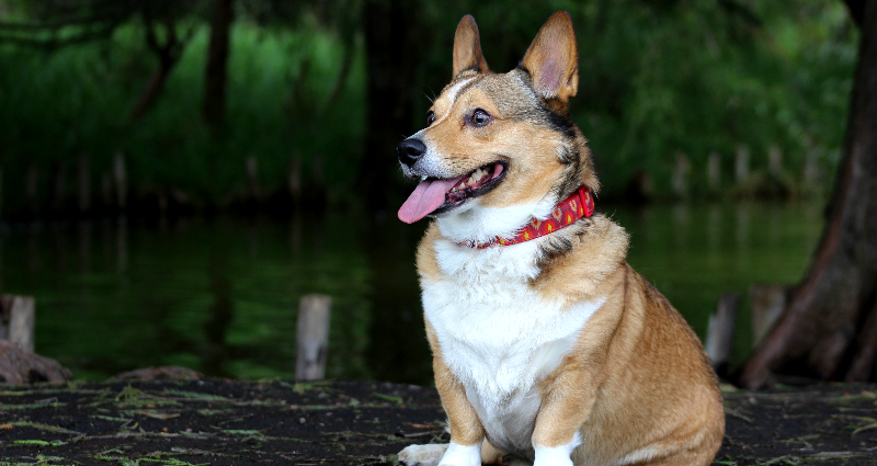 Corgis fly business class from SF to Singapore