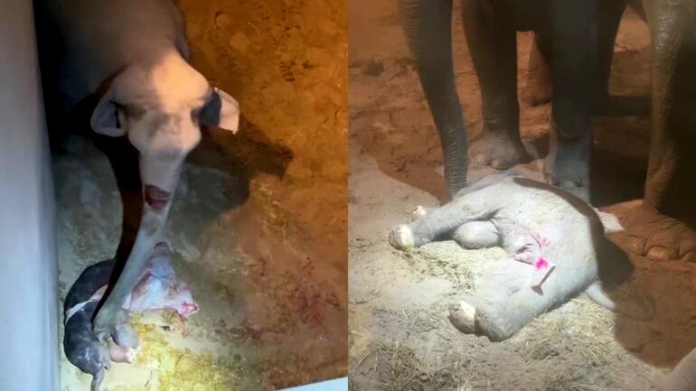 Heartbreaking video shows mother elephant desperately trying to revive newborn calf