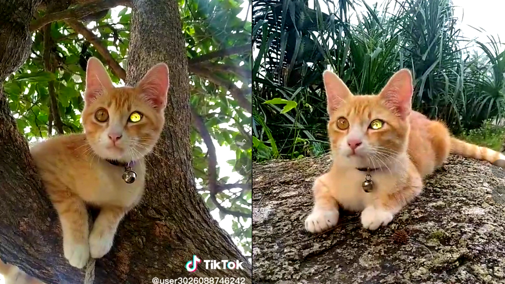 A video of a rare diamond-eyed cat has some Thai netizens picking lottery numbers