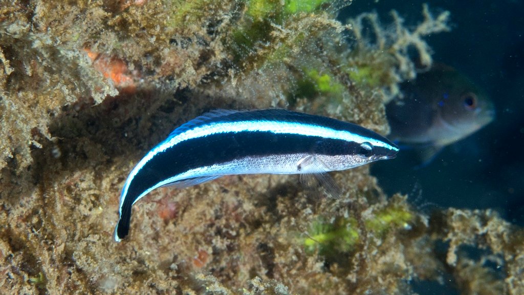 Cleaner fish can recognize themselves in mirrors and photos, study claims
