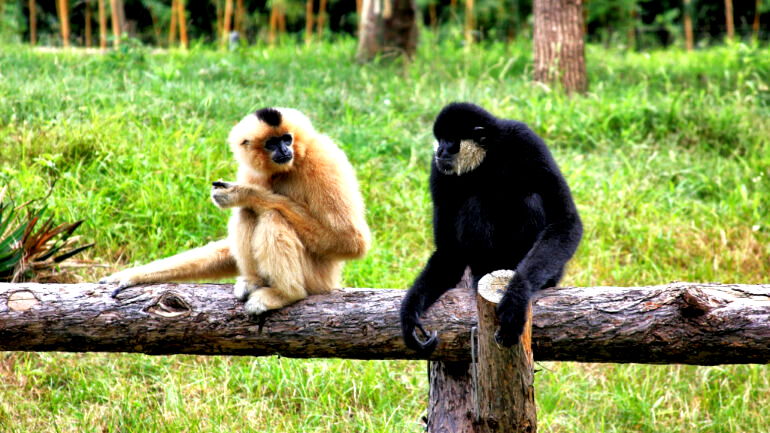 How a female gibbon locked in a cage alone in Japan got pregnant