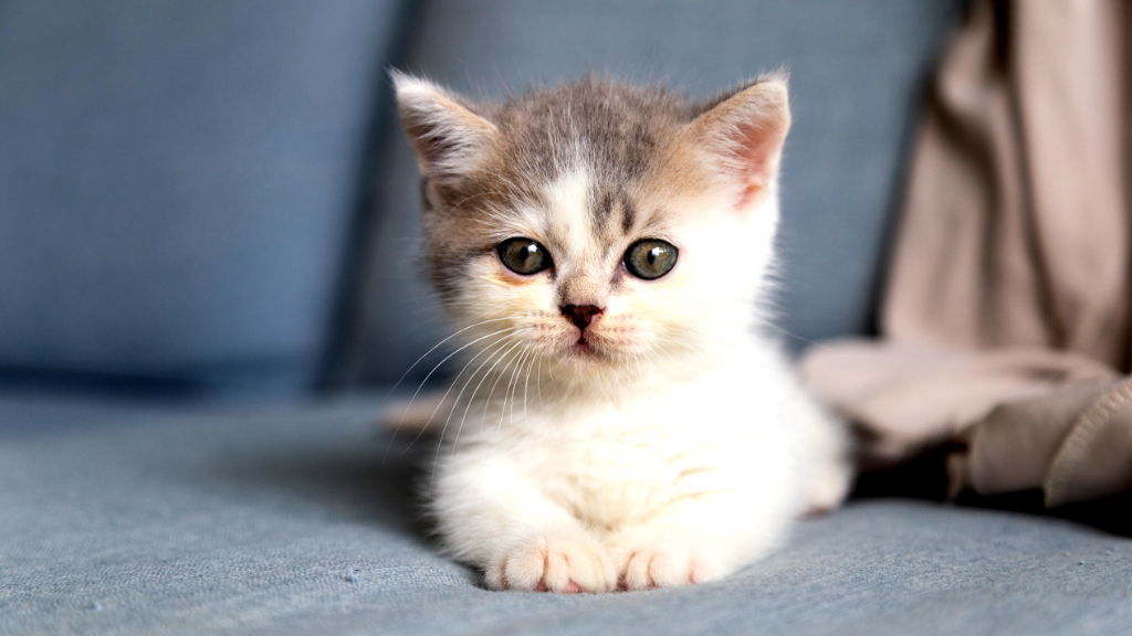 Woman trying to adopt kitten loses $764,000 to crypto scam