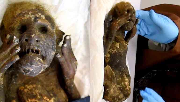 Scientists reveal secrets of mysterious ‘mermaid mummy’ discovered in Japan