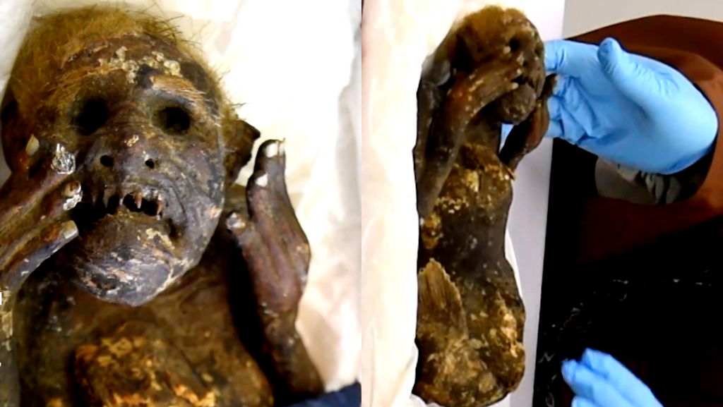 Scientists reveal secrets of mysterious ‘mermaid mummy’ discovered in Japan
