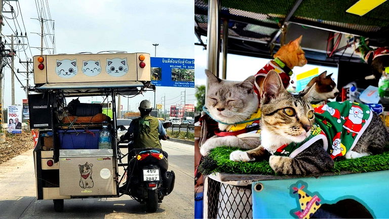 thai-man-goes-viral-for-traveling-with-his-11-cats-in-a-sidecar-motorcycle