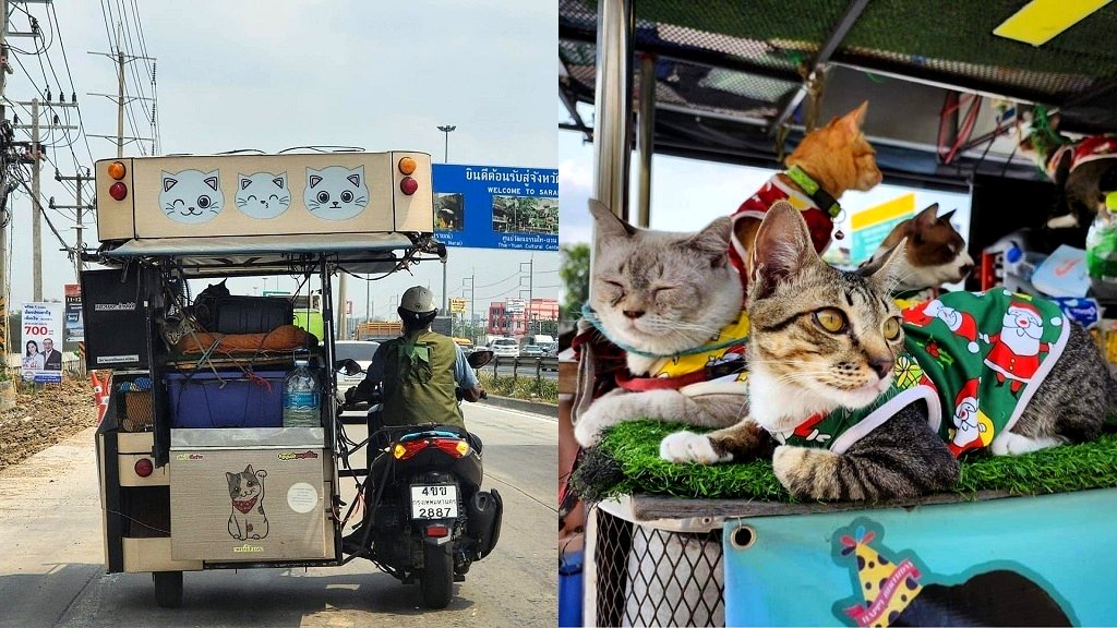 Thai man goes viral for traveling with his 11 cats in a sidecar motorcycle