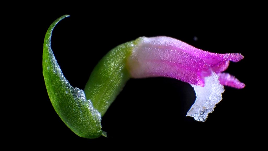 Stunning new species of Japanese orchid discovered hiding in plain sight